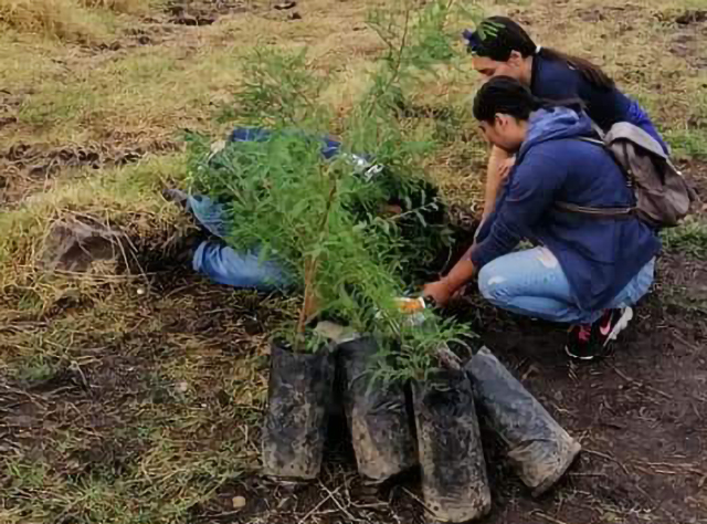 Planean reforestación en La Piedad con 4 mil árboles