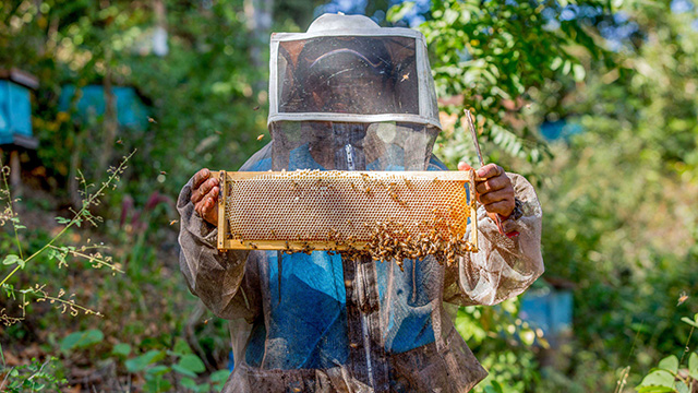 Desarrolla Colpos tecnologías para mejorar la crianza de abejas sin aguijón