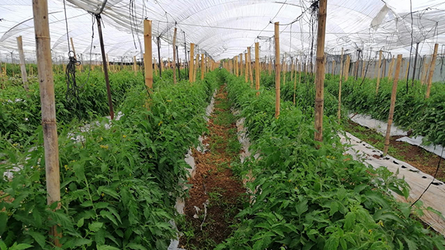 Agricultura Sustentable suma en Penjamillo 1200 hectáreas