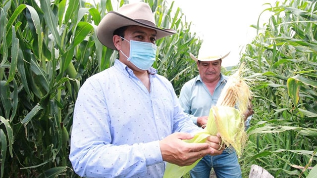Elotes casi de un kilo logra Agricultura Sustentable en Ecuandureo