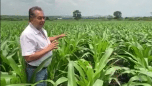 maíz Churintzio Agricultura Sustentable