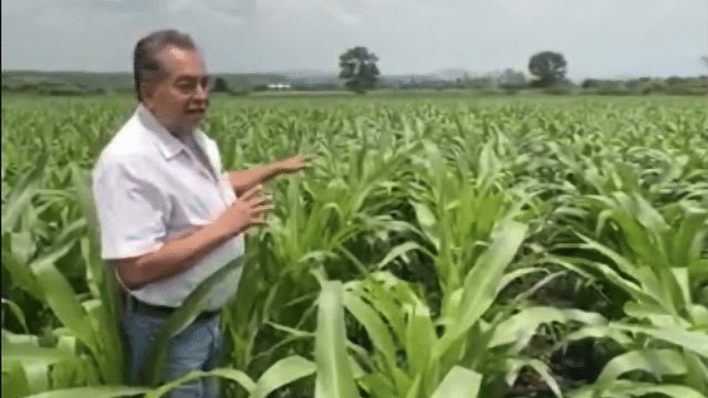 Agricultura Sustentable mejora desarrollo del maíz en Churintzio