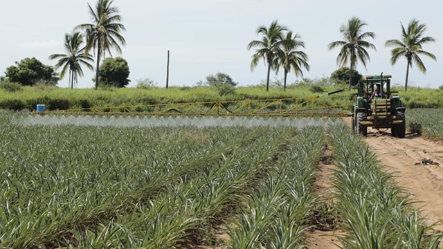 Impulsan cultivos de piña en Jalisco con plantas clonadas