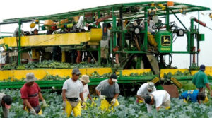 trabajadores agrícolas temporales CANADÁ