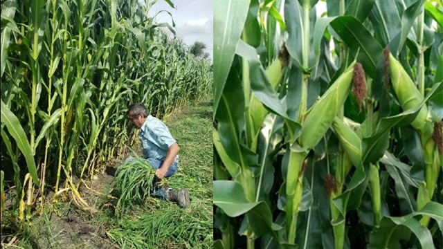 Con Agricultura Sustentable bajan costos del maíz en Tanhuato