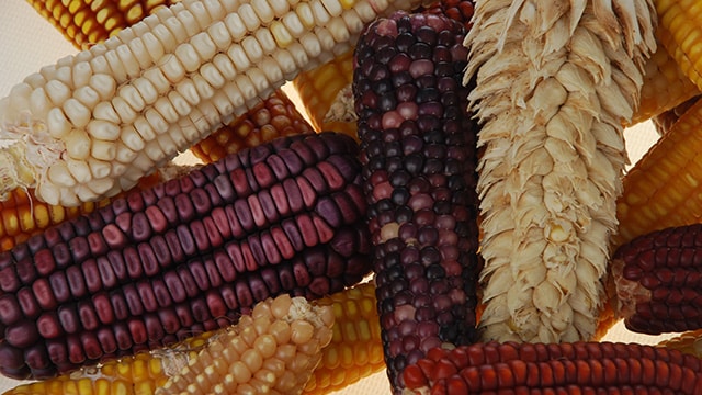 Colaboran Agricultura y CIMMYT en mejorar las variedades de maíz