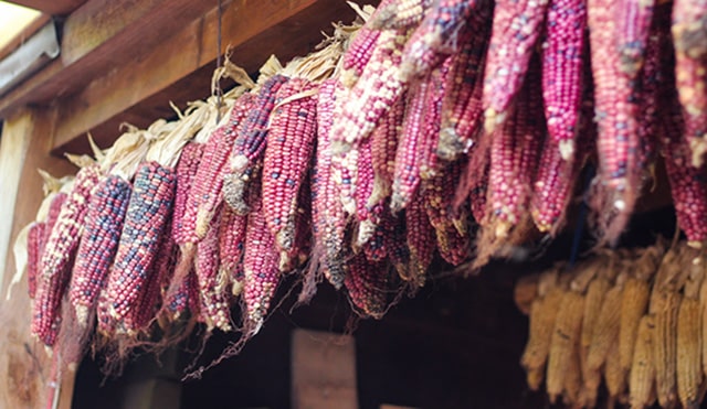 El maíz inspiración de Agricultura Sustentable en Michoacán