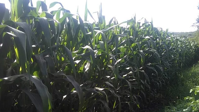 Agricultura Sustentable mejora maíz de Churintzio