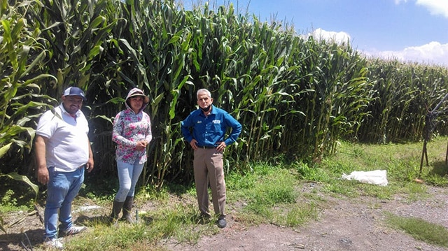 Agricultura Sustentable logra maíz de 3.5 metros en La Piedad