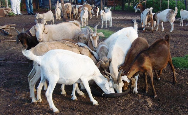 Angamacutiro líder productor de leche de cabra en Michoacán