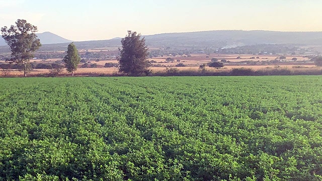 Productor de Penjamillo aumenta cosecha de alfalfa con Agricultura Sustentable