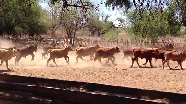 USDA golpea a la exportación de ganado vivo mexicano