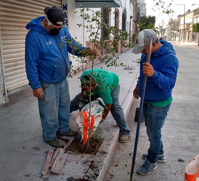Añaden árboles a obras de pavimentación en La Piedad