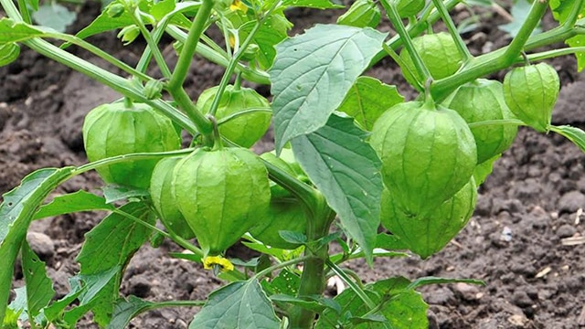 Ecuandureo, destacado productor de tomate verde en Michoacán