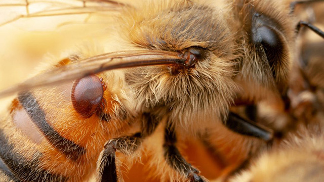 varroasis abejas Michoacán