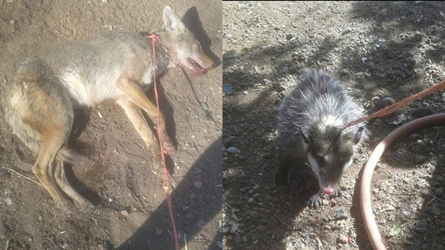 Denuncian a sujeto que tortura y mata fauna silvestre en Penjamillo