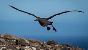 albatros patas negras 2