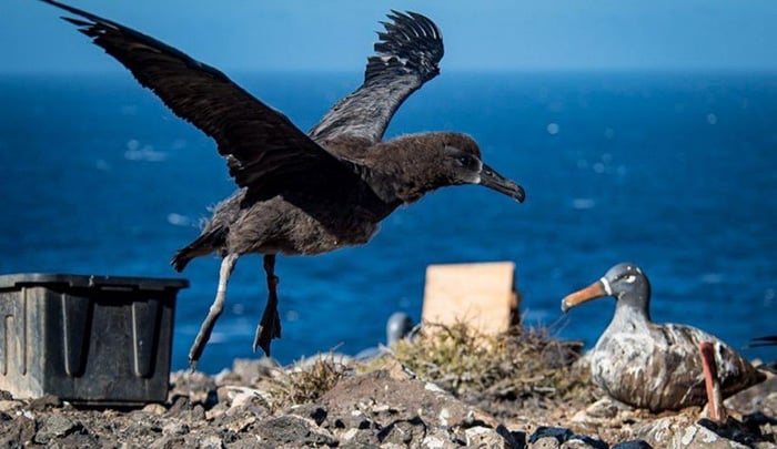 Vuelve el Albatros de Patas Negras a la lsla Guadalupe