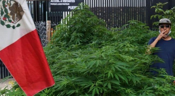 Avala Suprema Corte legalizar el uso lúdico de la marihuana