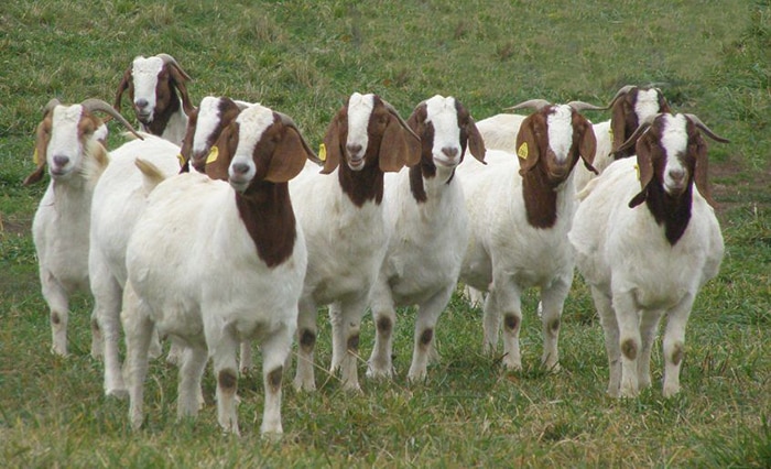 La Piedad, Tanhuato y Yurécuaro de los mayores productores de carne de cabra