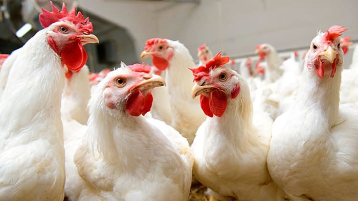 Angamacutiro y La Piedad destacan en producción de pollo para carne
