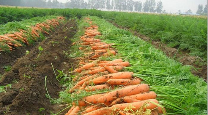 Produce Michoacán 6 mil 262 toneladas de zanahoria