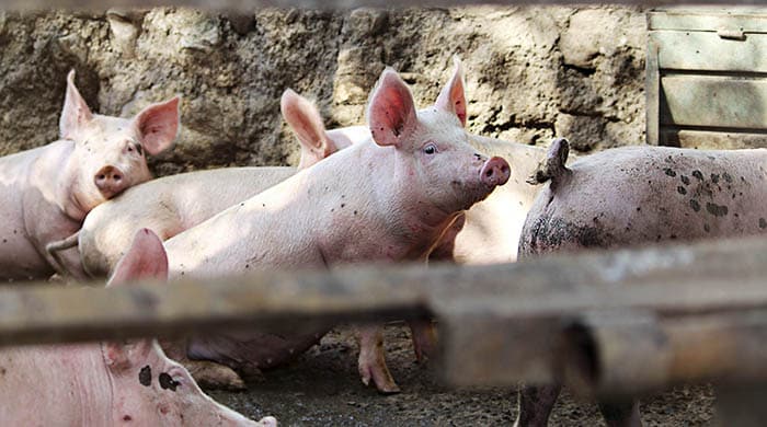 Reaparece en América la Peste Porcina Africana