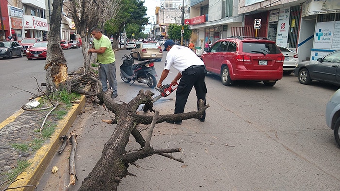 Tránsitos y policías de La Piedad la hacen de leñadores por árboles caídos