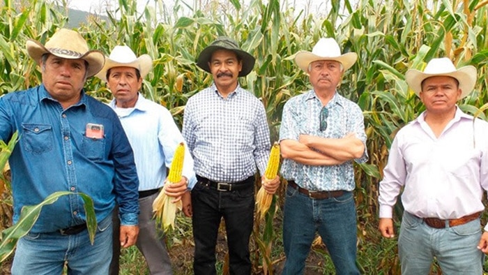 Aporta el campo 10.7% del PIB de Michoacán
