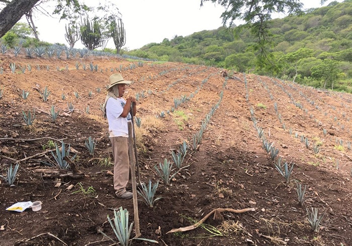 Cultivo de agave debe tener enfoque sustentable: SADER Jalisco