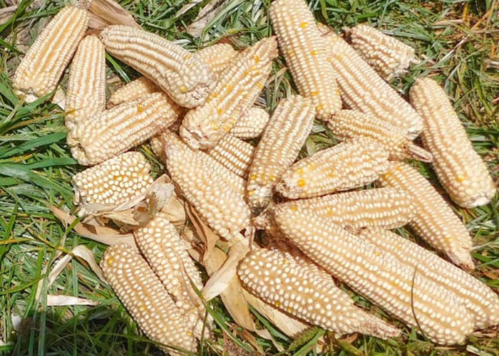 importación maíz