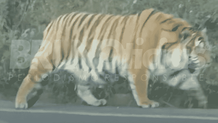 Se soltó el tigre en Tapalpa