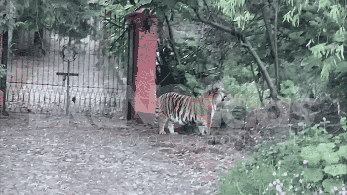 tigre Tapalpa