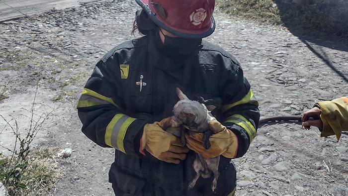 Bomberos de La Piedad apagan incendio; rescatan 2 cachorros
