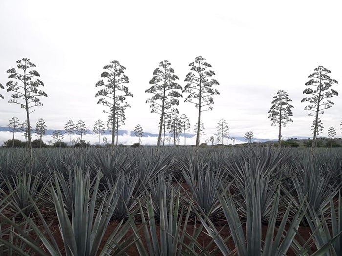 tequila agave