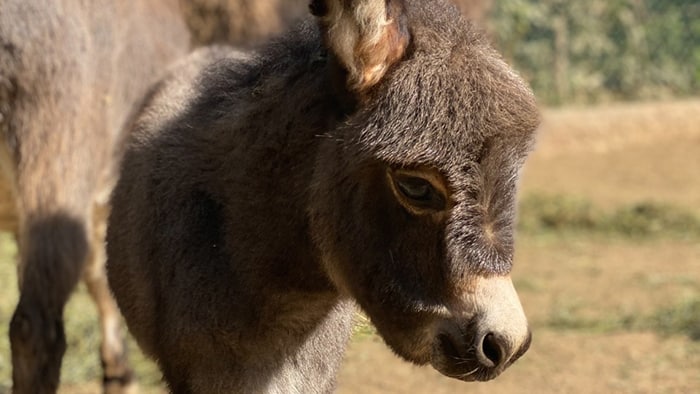 Como Regalo de Navidad; nace burro africano en el Zoológico de Morelia