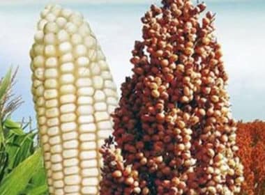 semilla maíz sorgo La Piedad