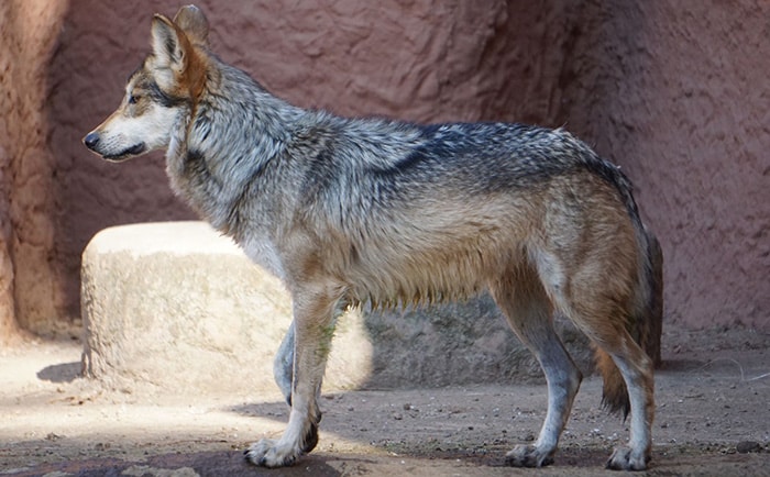 Conoce a los 5 lobos mexicanos del Zoológico de Morelia