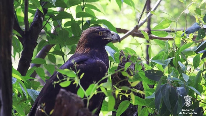 Conoce al Águila Real, símbolo de México, en el Zoológico de Morelia