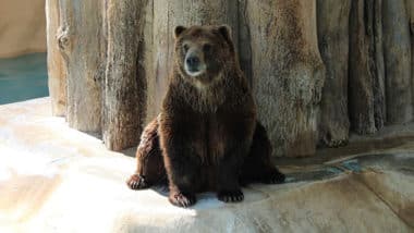 osos Morelia Zoológico