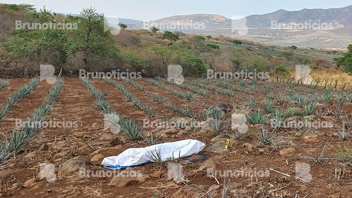 Encuentran cadáver en campo de agave de Churintzio