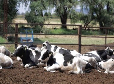 vacas ganadería leche