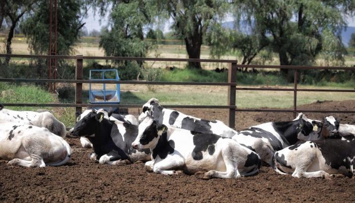 vacas ganadería leche