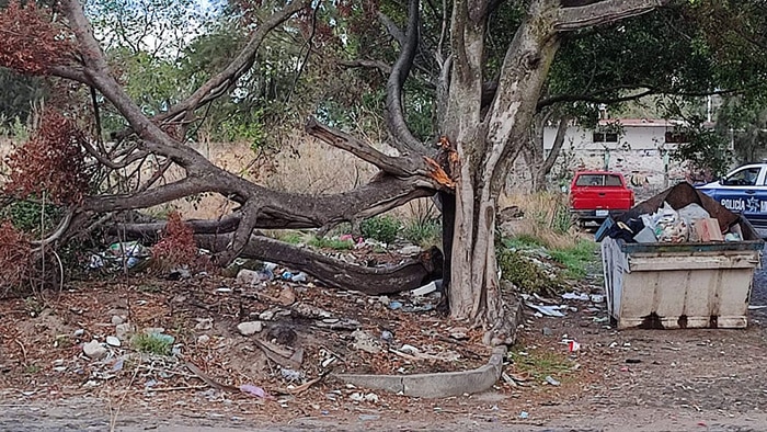 Caída de ramas deja sin electricidad a parte de Ciudad del Sol en La Piedad