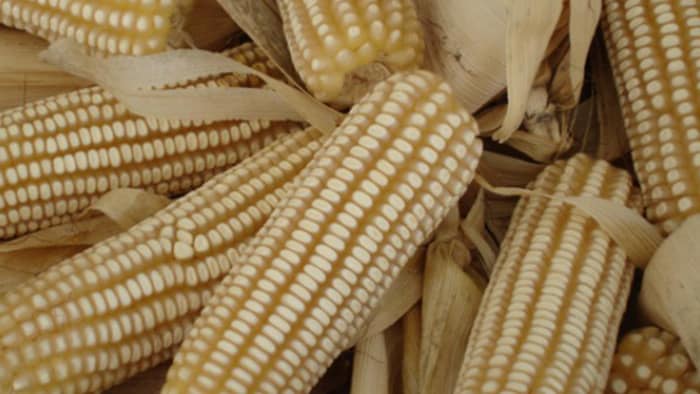 Dice SADER Michoacán que buscará “blindar” el precio del maíz blanco