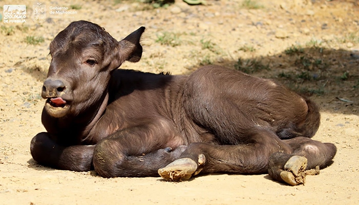 Nace búfalo cafre en Zoológico de Morelia