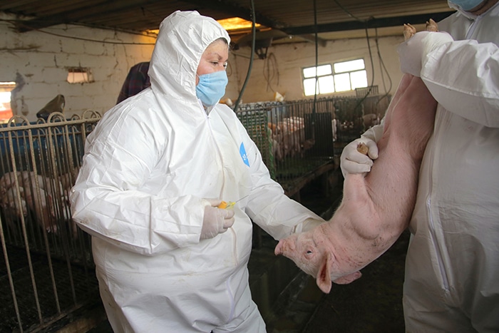 Dicen autoridades y legisladores que protegen a la porcicultura
