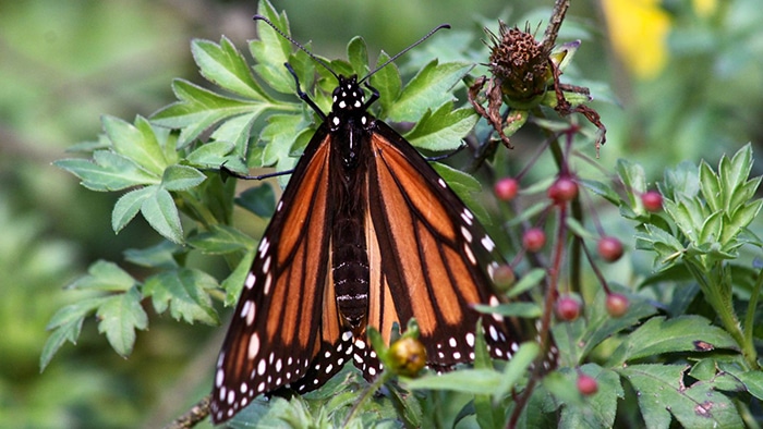 Abren santuarios de la mariposa monarca en Michoacán