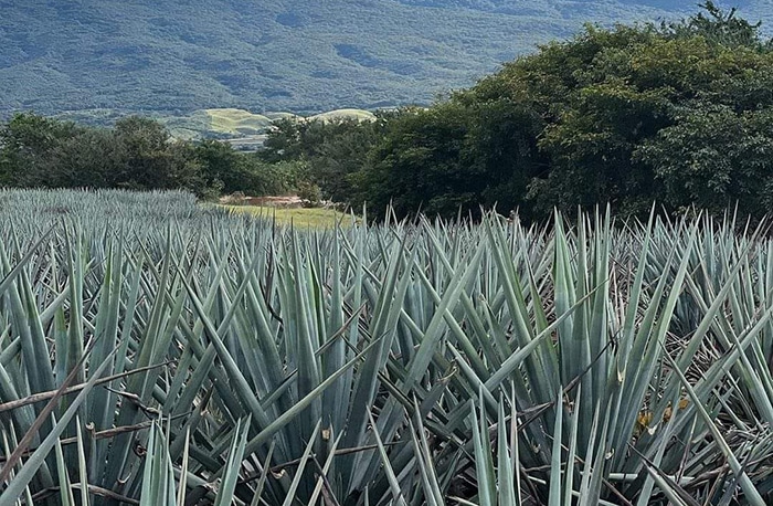 tequila producción exportacion
