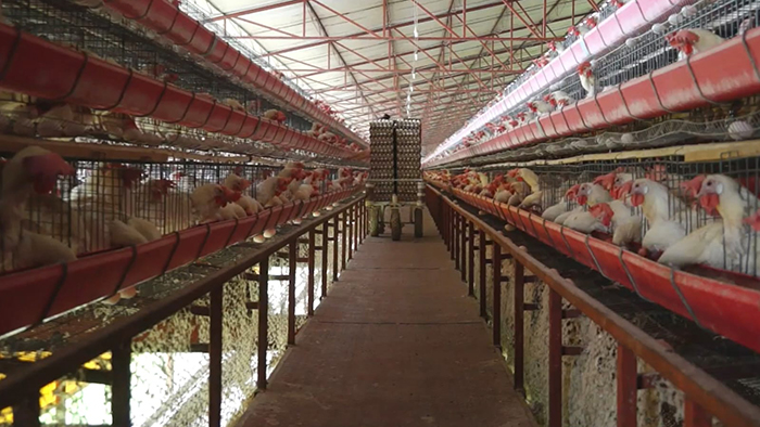 Levantan cuarentena a la avicultura de Jalisco por influenza